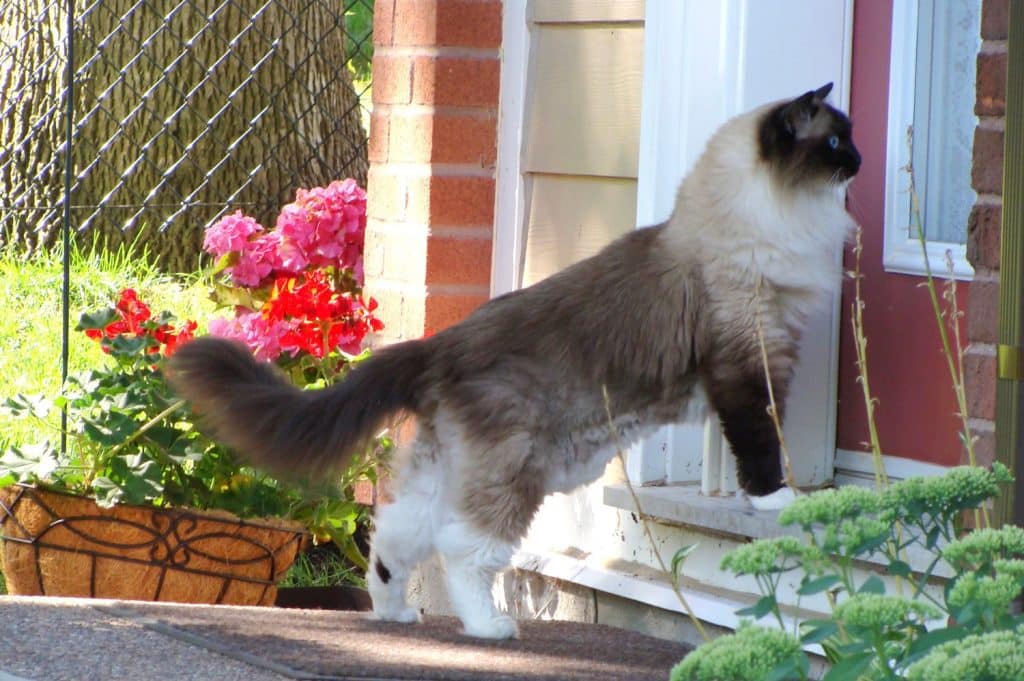 Cat using a pet door